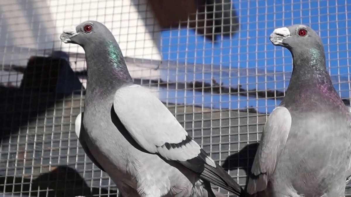 شركة طارد حمام بالعين